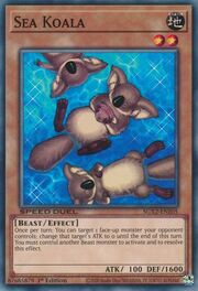 Koala Marino