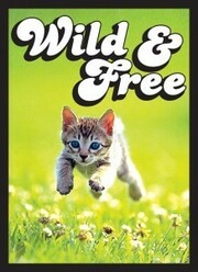 50 Fundas Kitten