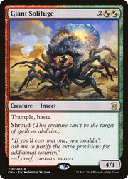 Giant Solifuge