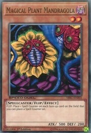Mandragola Pianta Magica