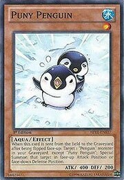 Pinguino Gracile